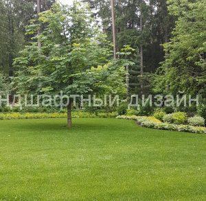 Посевной газон - студия Ландшафтный дизайн РФ